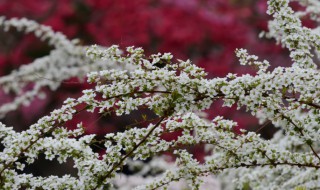 雪柳花放在家里好吗 雪柳花有什么寓意