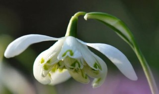 雪滴花怎么养 雪滴花如何养