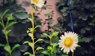 蜂室花种子的种植方法 蜂室花种子的种植方法介绍