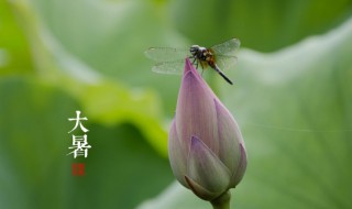 大暑节气有什么禁忌 大暑节气有禁忌吗