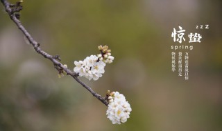 惊蛰节气养生短信大合集 惊蛰节气养生短信有哪些