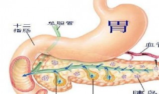 胰腺的功能和作用 胰腺的功能和作用是什么