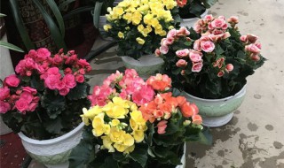 丽格海棠开完花后怎么处理 丽格海棠开完花后处理方法