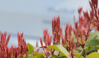 紫红的植物有哪些 紫红的植物介绍