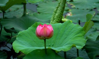 生长在水里的植物有哪些 生长在水里的植物