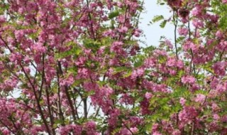 香花槐怎么养殖 香花槐如何养殖