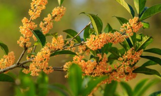 桂花树如何养殖 桂花树养殖技巧