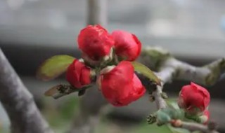 海棠花风水寓意有哪些 海棠花的风水寓意介绍