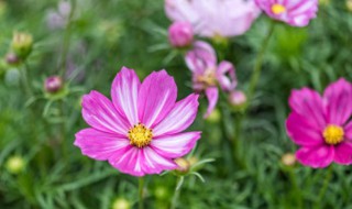 格桑花如何种植 格桑花种植方法