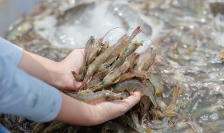 对虾和基围虾的区别 对虾和基围虾的区别简单介绍