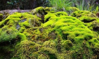 苔藓怎么种植 苔藓的种植方法