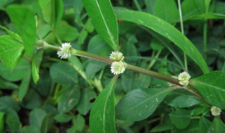 虾钳草的功效与作用 虾钳草的功效与作用介绍