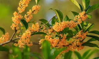 桂花树掉叶子怎么回事 桂花树掉叶子的原因