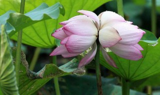 并蒂莲的花语和传说 并蒂莲的花语介绍