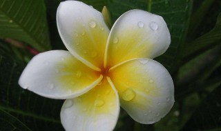 鸡蛋花是什么 什么是鸡蛋花