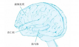 杏仁核与情绪的关系 杏仁核与情绪有哪些关系