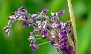 再力花什么时候开花 再力花花期介绍