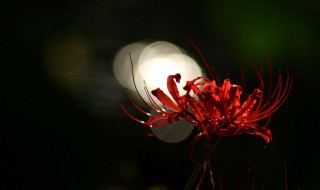 彼岸花是什么季节开的 彼岸花什么季节才开花