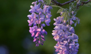 紫藤花简介 紫藤花是什么