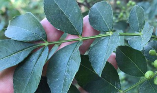 花椒叶子的功效与作用 关于花椒叶子的功效与作用