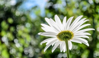 洋甘菊要怎么种植 洋甘菊种植方法