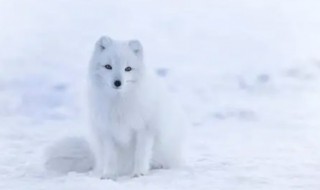 黄鼠狼和狐狸的区别 黄鼠狼和狐狸的区别是什么