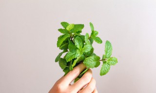 薄荷的功效与作用及食用方法 如何正确食用薄荷