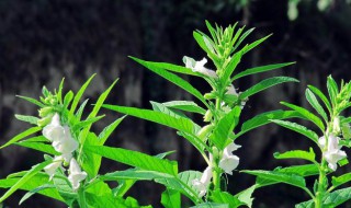 什么开花节节高 什么开花节节高填空