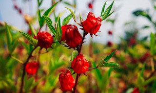 洛神花茶的冲泡方法 如何泡洛神花茶