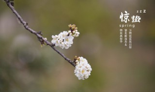 惊蛰节气的风俗 惊蛰节气的风俗有哪些