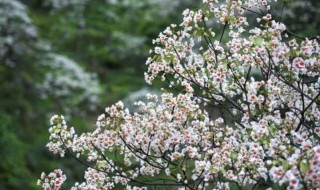 桐花能吃吗 桐花可以吃吗