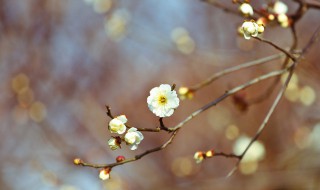 立春的节气特点简写 立春的特点是什么