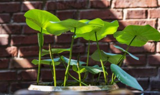 碗莲种子怎么种植 碗莲种子种植方法介绍