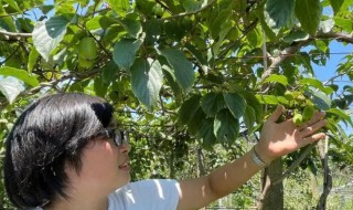 软枣猕猴桃如何种植 种植软枣猕猴桃的方法