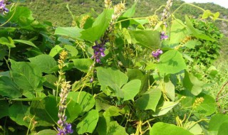 葛花和葛根有什么功效与作用 葛花和葛根的功效与作用