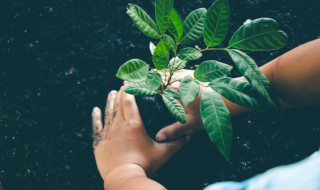 室内观叶植物的栽培与管理 室内观叶植物如何栽培与管理