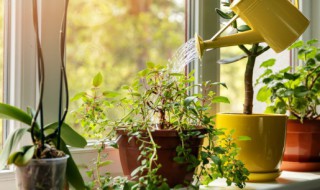 种子植物是什么 植物种子的资料