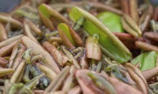 莼菜有哪些食用功效呢 莼菜的营养价值及功效