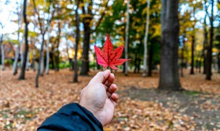 梦见红树叶好不好 梦见红树叶的寓意