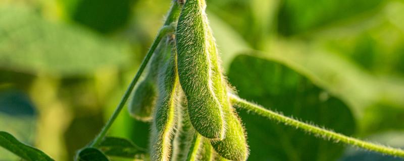 大豆种植时间和方法 大豆种植时间与方法