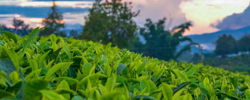 普洱茶属于什么茶 普洱茶属于哪类茶