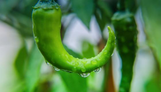 辣椒种植技术 辣椒种植技术是什么