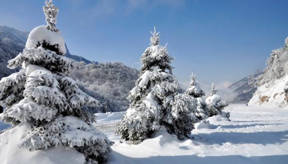 雪松是单叶还是复叶