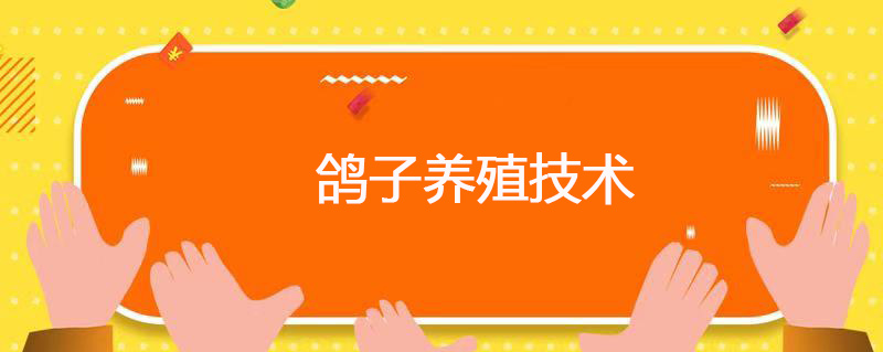 鸽子养殖技术 鸽子的养殖技术