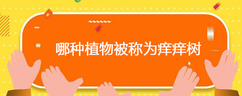 哪种植物被称为痒痒树 什么植物被称为痒痒树