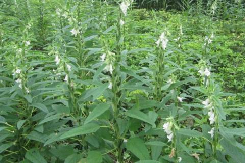 芝麻怎么种植技术