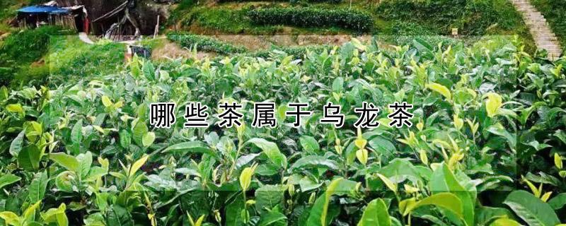 哪些茶属于乌龙茶