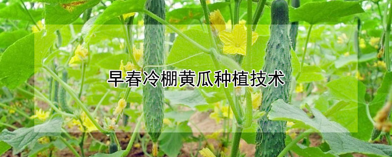 早春冷棚黄瓜种植技术