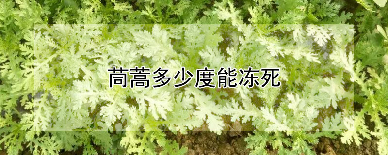 茼蒿多少度能冻死