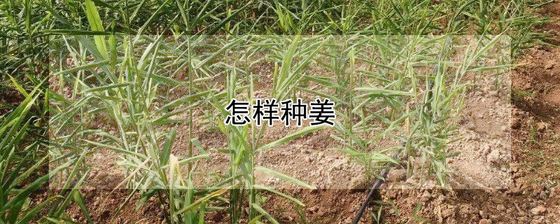 怎样种姜